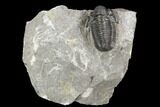 Detailed Gerastos Trilobite Fossil - Morocco #126210-1